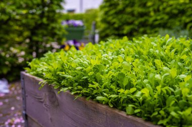 Salad ve yeşil bitkilerle dolu bir evin yanında küçük bir bahçe..