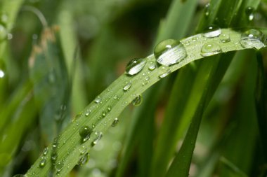 Çimen yaprağında büyük su damlacıkları.