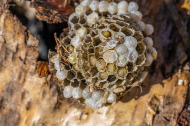 Closeup of larvae in a wasps nest.