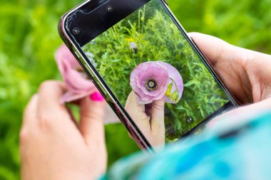 Gelincik çiçeğini cep telefonuyla fotoğraflayan bir kadın..