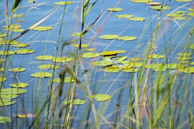 Yavaş solucan Anguis gölde yüzüyor..
