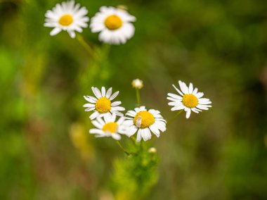 Tarlada yaygın papatyalar.