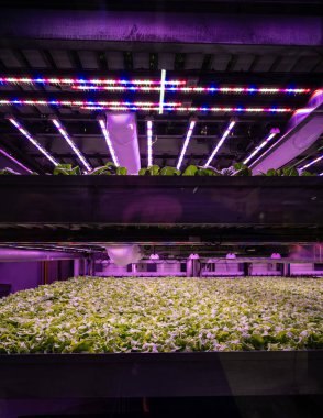 UV ışığı altında büyüyen salad.