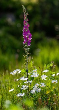 Yaygın papatya ve yüksükotu otlakta.
