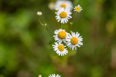 Tarlada yaygın papatyalar.
