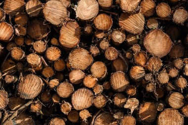 Büyük odun yığını.