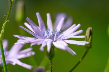 Cicerbita alpina Alpine Mavi-dişi devedikeni kıvırcık kadife.