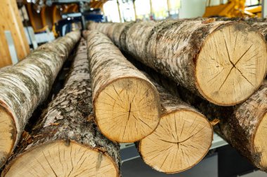 Bir kamyonun arkasında huş ağacı kütükleri..