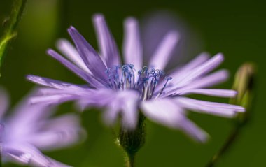 Cicerbita alpina Alpine Mavi-dişi devedikeni kıvırcık kadife.