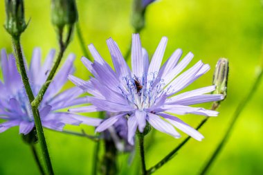 Cicerbita alpina Alpine Mavi-dişi devedikeni kıvırcık kadife.