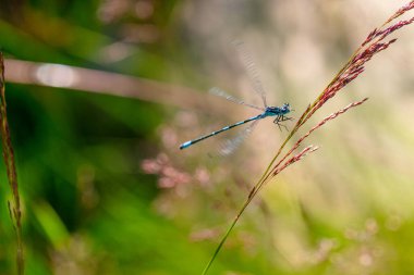 İrlandalı kız sineği Coenagrion Lunulatum bir çim kamışına iniyor.