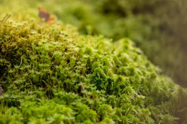 Ormanda yeşil yosunların detayları.