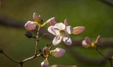 Baharın başlarında açan Rododendron.