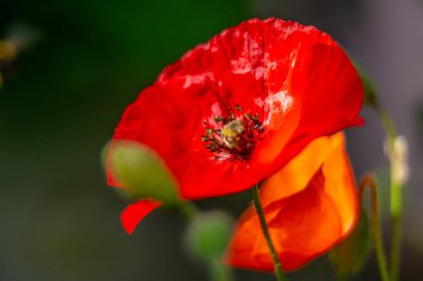 Haşhaş çiçeğinin güneş ışığında yakın çekimi.