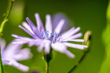 Cicerbita alpina Alpine Mavi-dişi devedikeni kıvırcık kadife.