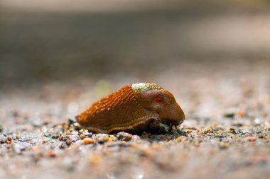 Arion lusitanicus Portuguese sümüklüböceği çakıl yolundan geçiyor.