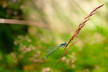 İrlanda Küçük Sineği Coenagrion Lunulatum Bir çim kamışına tünemiş.