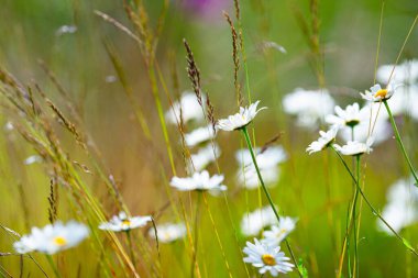 Çimen tarlasında yaygın papatya.