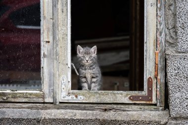 Kırık bir pencerenin çerçevesinden bakan küçük sevimli tüylü kedi yavrusu..