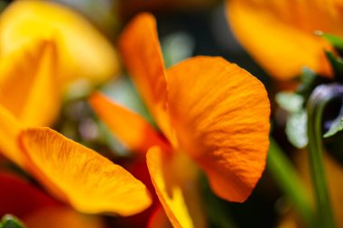 Turuncu çiçek yaprakları.