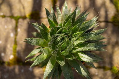 Yukarıdan izlenen bir tencerede dantelli aloe.