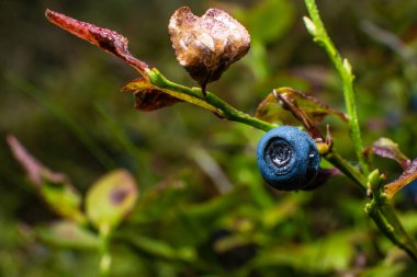 Ormandaki bir yabanmersininin makro fotoğrafı..