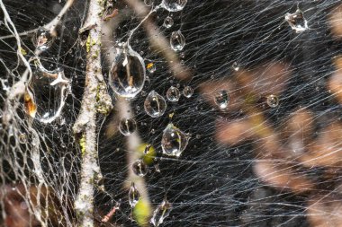 Macro photo of Ermine moth larval web in a bush.
