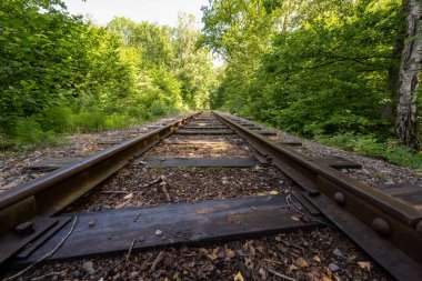 Looking down an old abandones railway line through a forest.