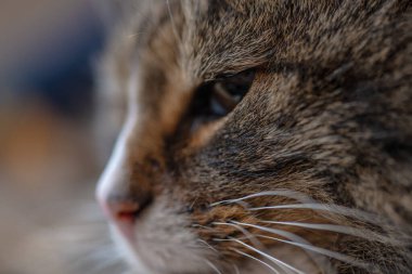 Norveç orman kedisinin beyaz kahverengi ve siyah yüzü.