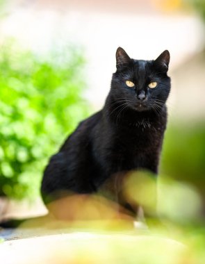 Kara kedi kameraya bakıyor..