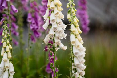 Bir tarlada zehirli Digitalis purpurea çiçekleri.