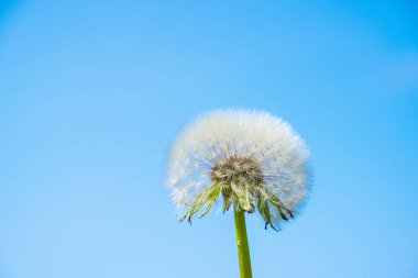 Yazın bir Taraxacum karahindibasının tohumları..