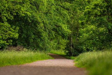 Ormana giden çakıllı bir patikaya bakıyorum..