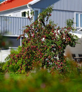 Olgun elmalarla dolu bir bahçede ağaç.
