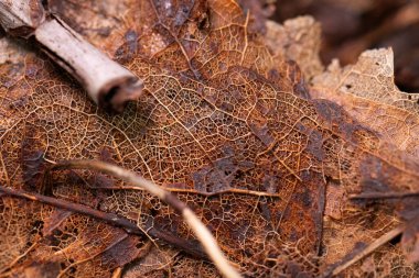 Ormanda çürüyen kahverengi bir yaprağın detayları..