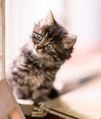 Ahırda saklanan tüylü küçük kedi yavrusu..