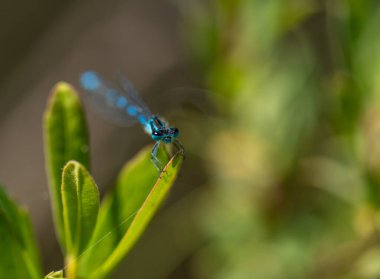 İrlanda küçük sineği Coenagrion lunulatum yaprağın üzerinde tünemekte.