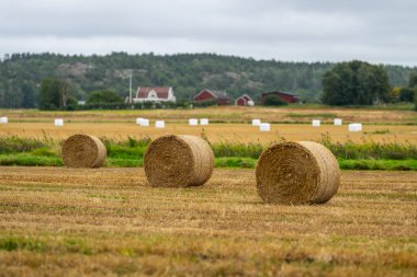 saman balya alana bir.