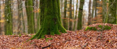 Kayın ormanının zemininde kahverengi sonbahar yaprakları.