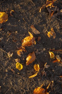 Kahverengi sonbahar yaprakları çakılların üzerinde.