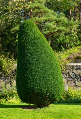 Sakince kesilmiş rüzgâr bir bahçede çalıları süpürmüş..