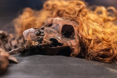 Varberg, İsveç - 30 Ekim 2024: Bockstensmannen Kalıntıları Varbergs Müzesi 'nde sergileniyor.