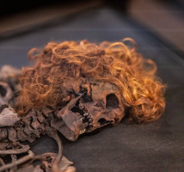 Varberg, İsveç - 30 Ekim 2024: Bockstensmannen Kalıntıları Varbergs Müzesi 'nde sergileniyor.