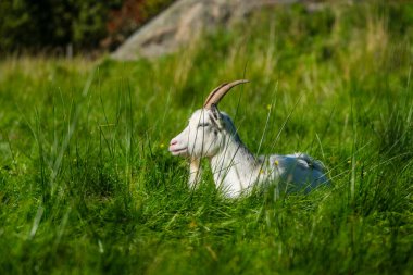 Yeşil arazide beyaz keçi.