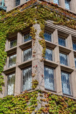 Taş bir köşkte sarmaşıklara tırmanıyorum..