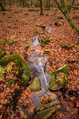 Sonbaharda kayın ormanından geçen küçük bir dere..