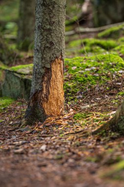 Silinmiş bir ağacın kabuğu.