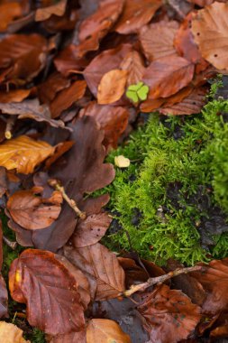 Kayın ormanının zemininde kahverengi sonbahar yaprakları.