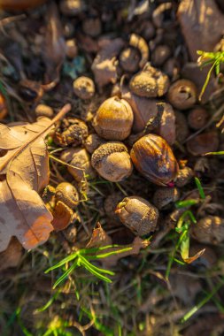 Sonbaharda parkta meşe fıstığı.