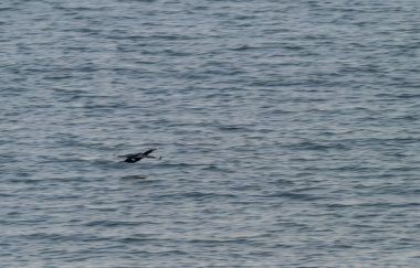 Denizdeki kara kuş..